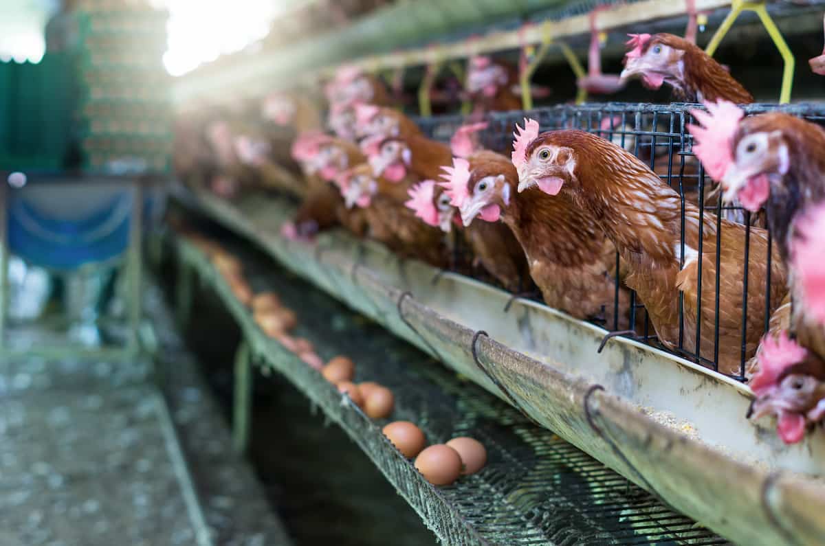 Chicken Farm Egg Management