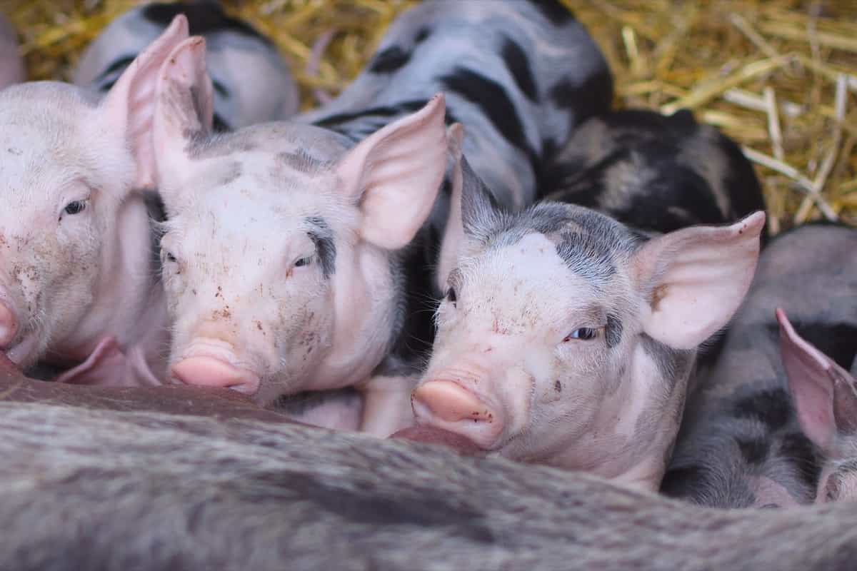 Top 5 Government Pig Farming Subsidy Schemes in India
