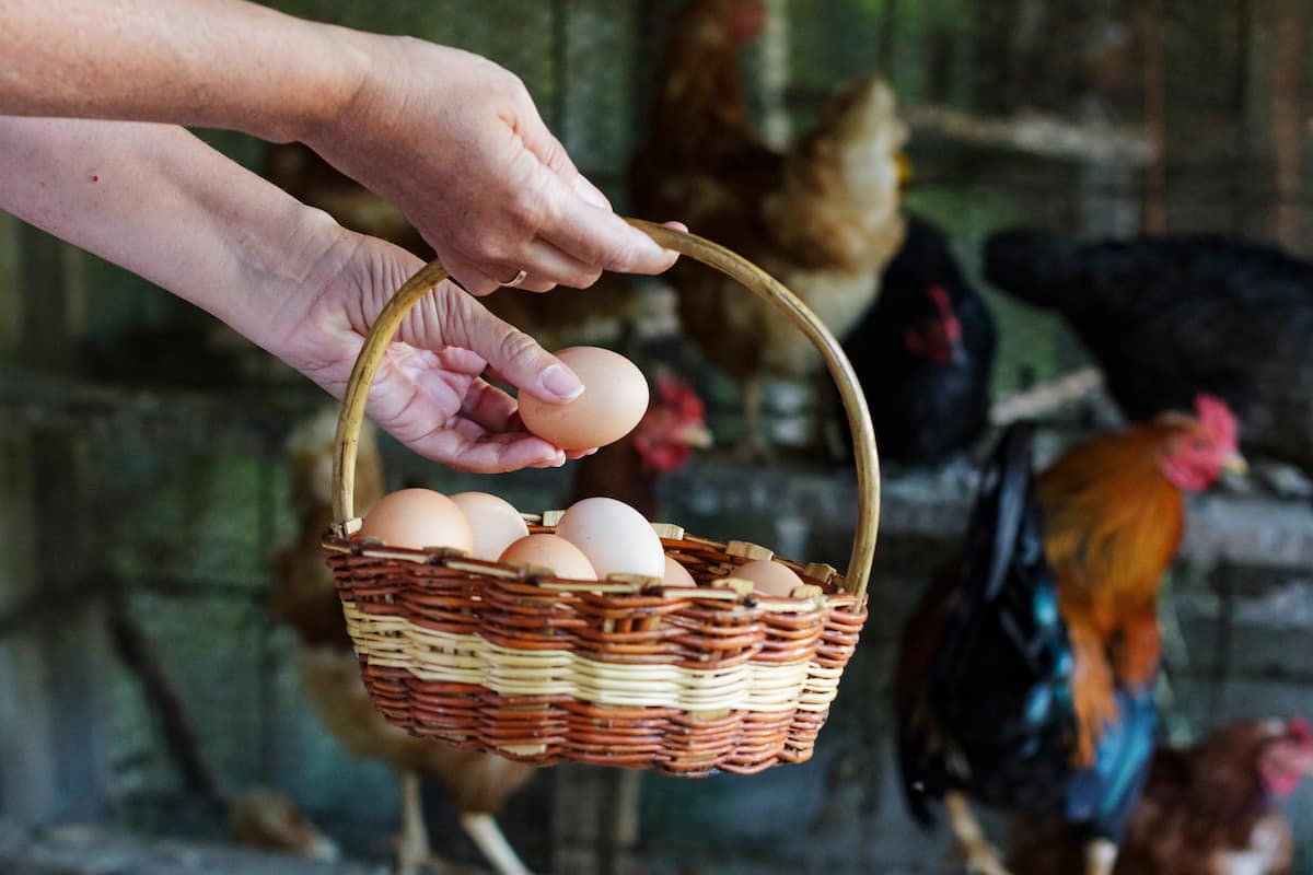 Poultry Egg Management