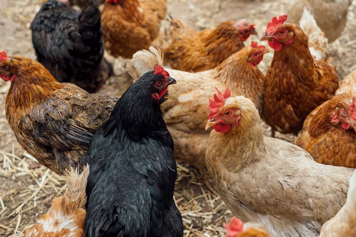 Space Required for Chicken Farming