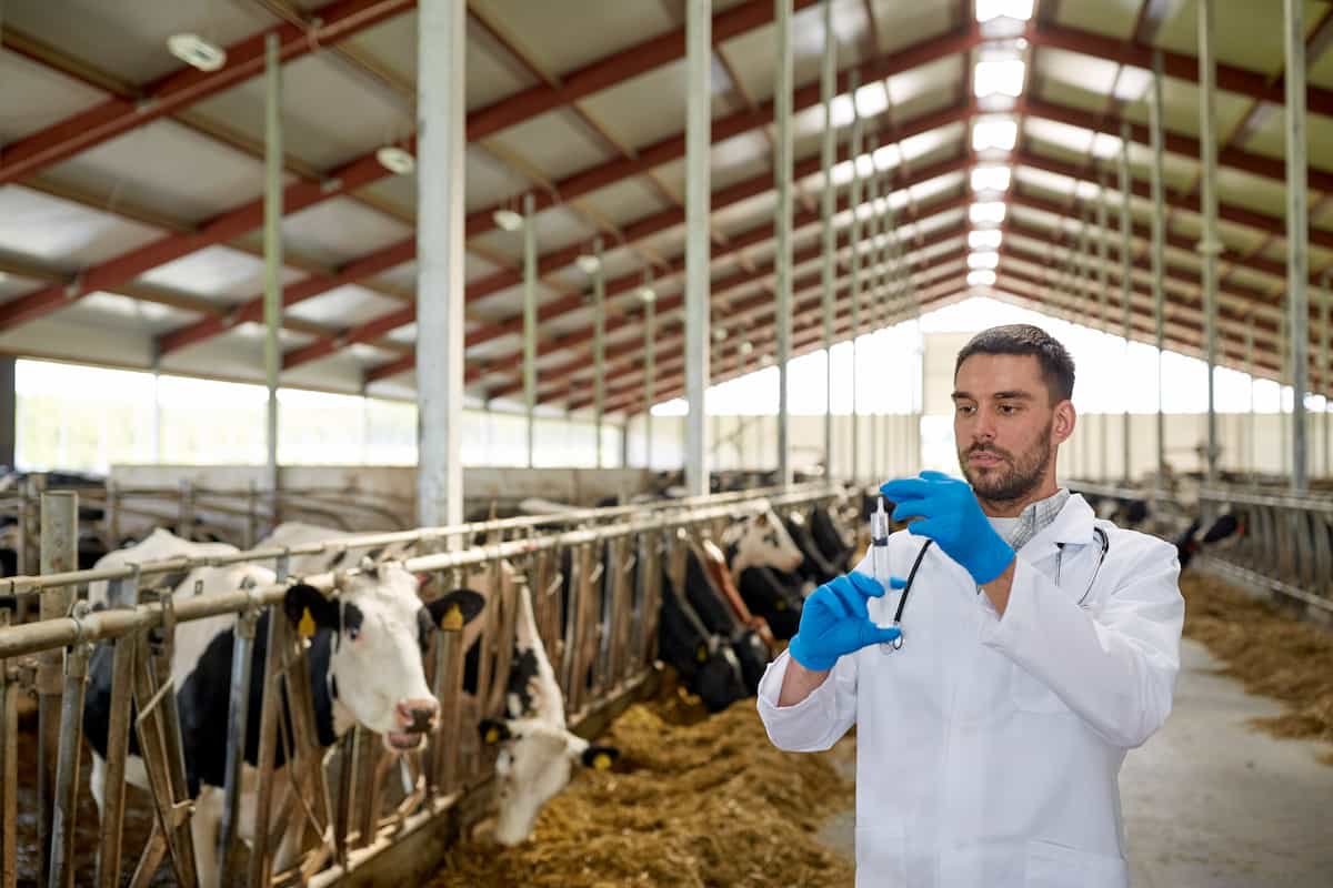 Top 10 Cattle Diseases