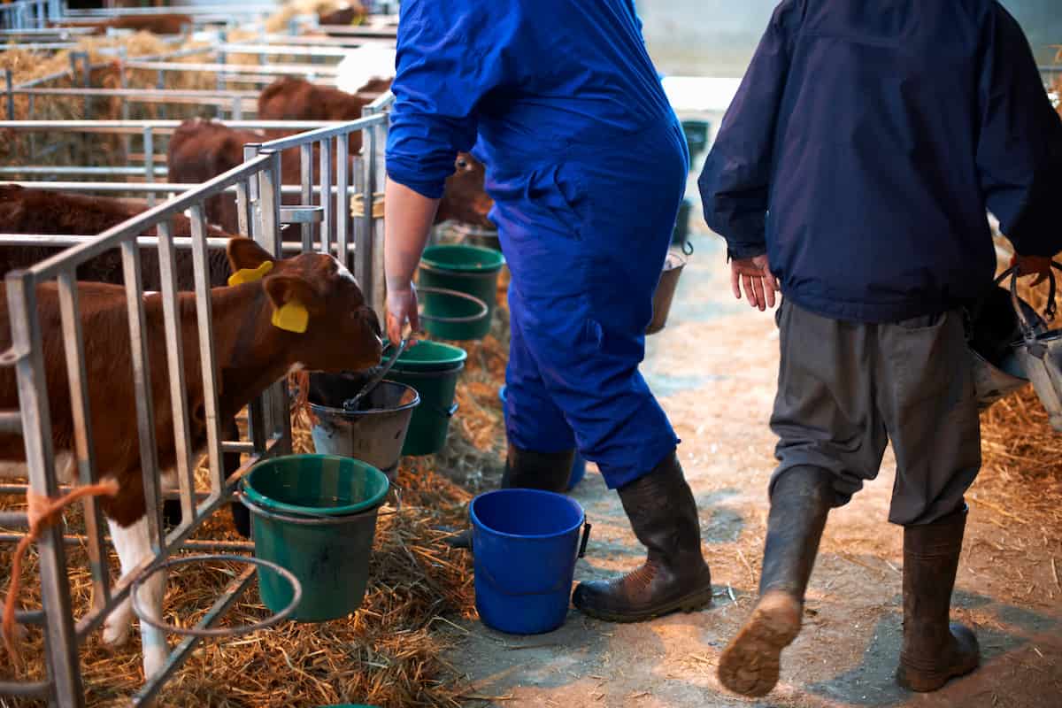 Farm Workers Feeding Calves