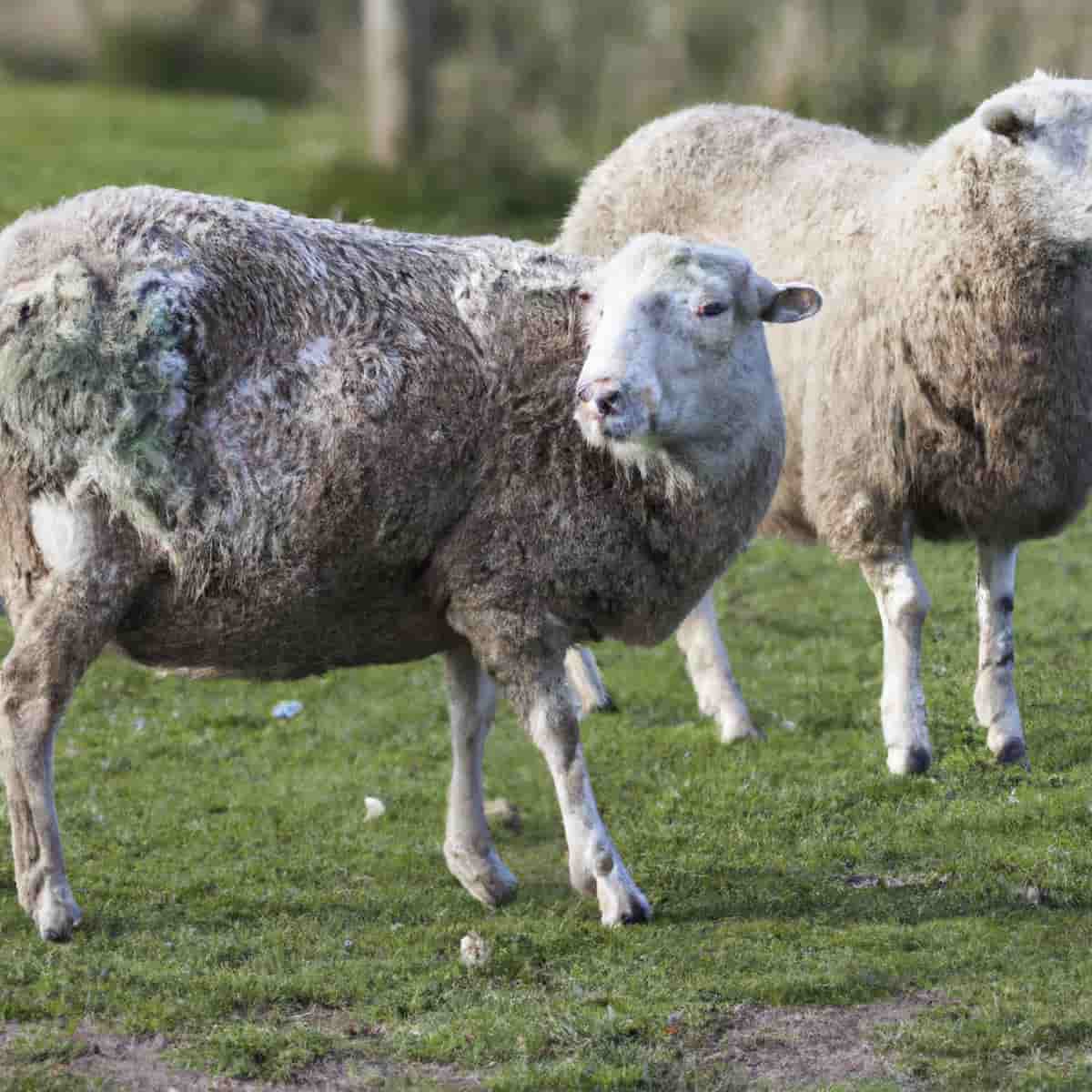 Top 10 Sheep Diseases
