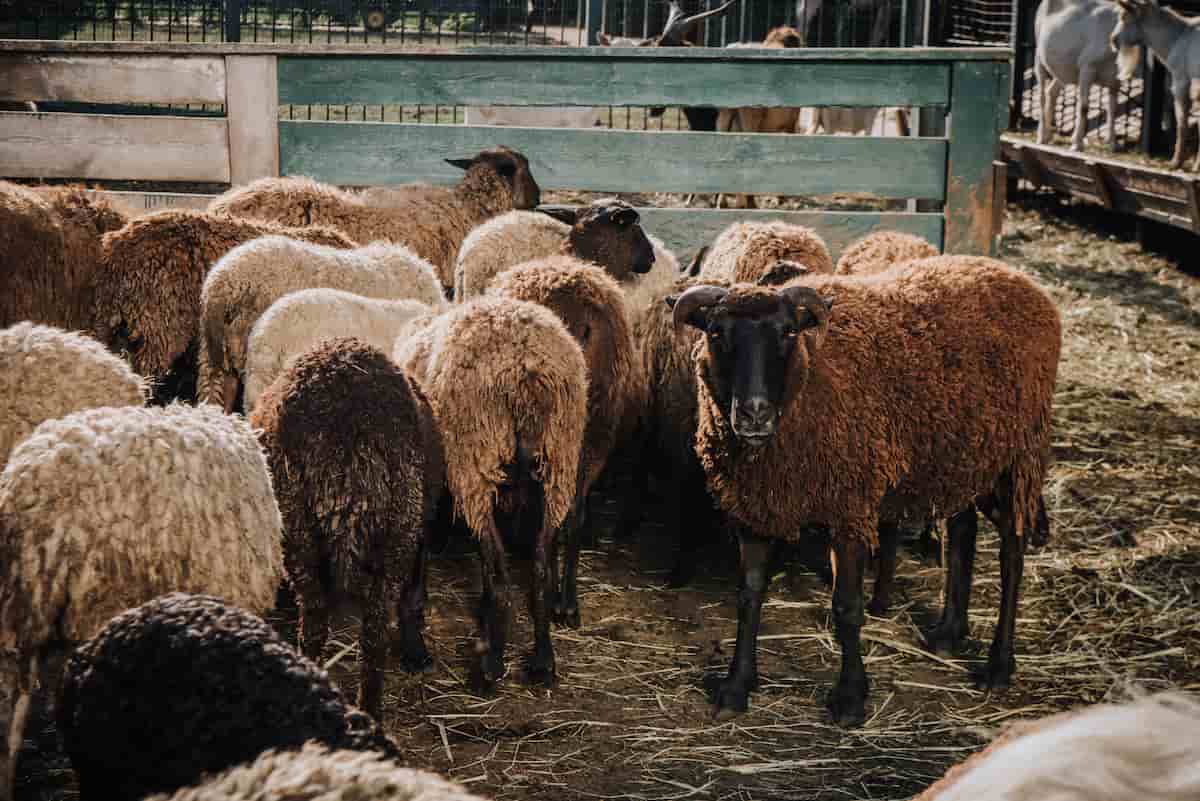 Herd of Brown Sheep