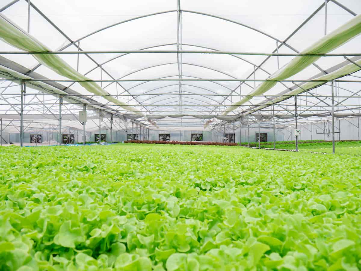 Lettuce Plantation
