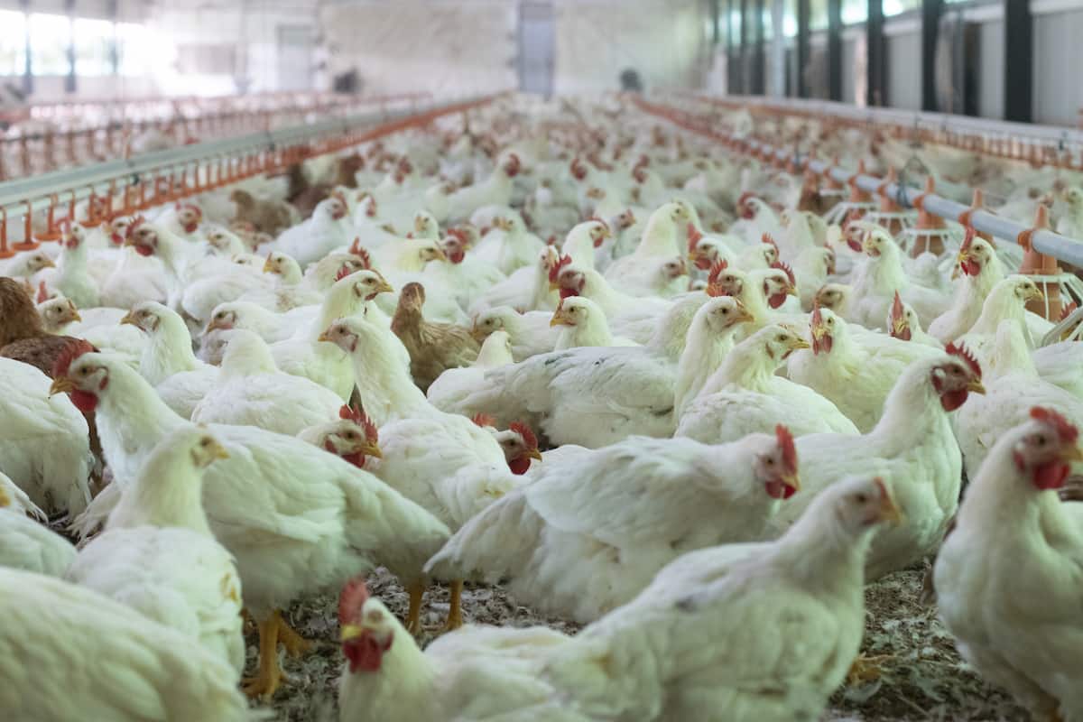 Types of Poultry Farming