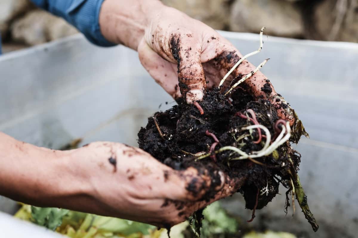 How to Make Worm Tea Compost Fertilizer