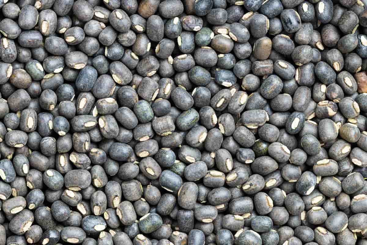 1 Acre Black Gram Cultivation Project Report in India