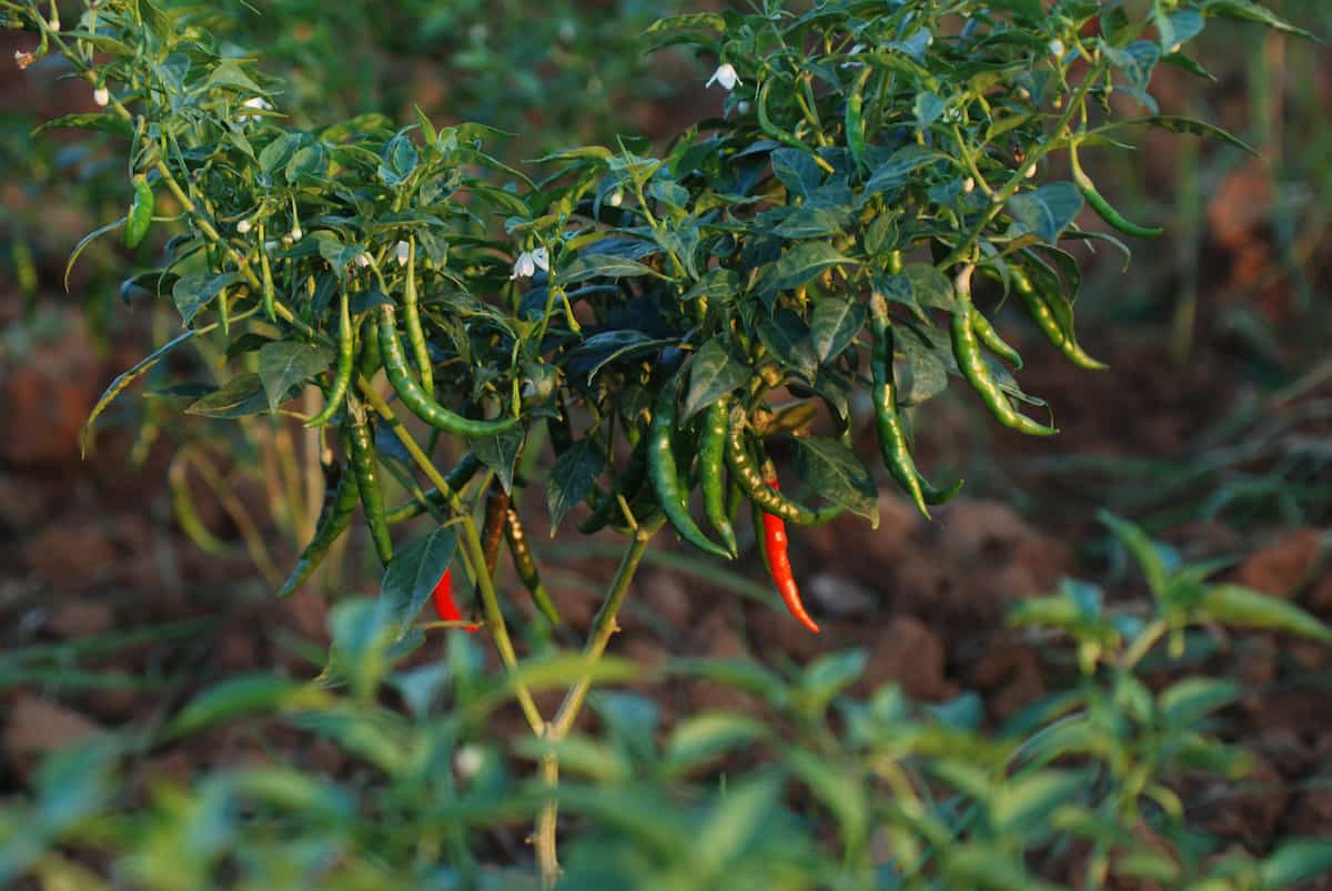 1 Acre Chilli Farming Success Story
