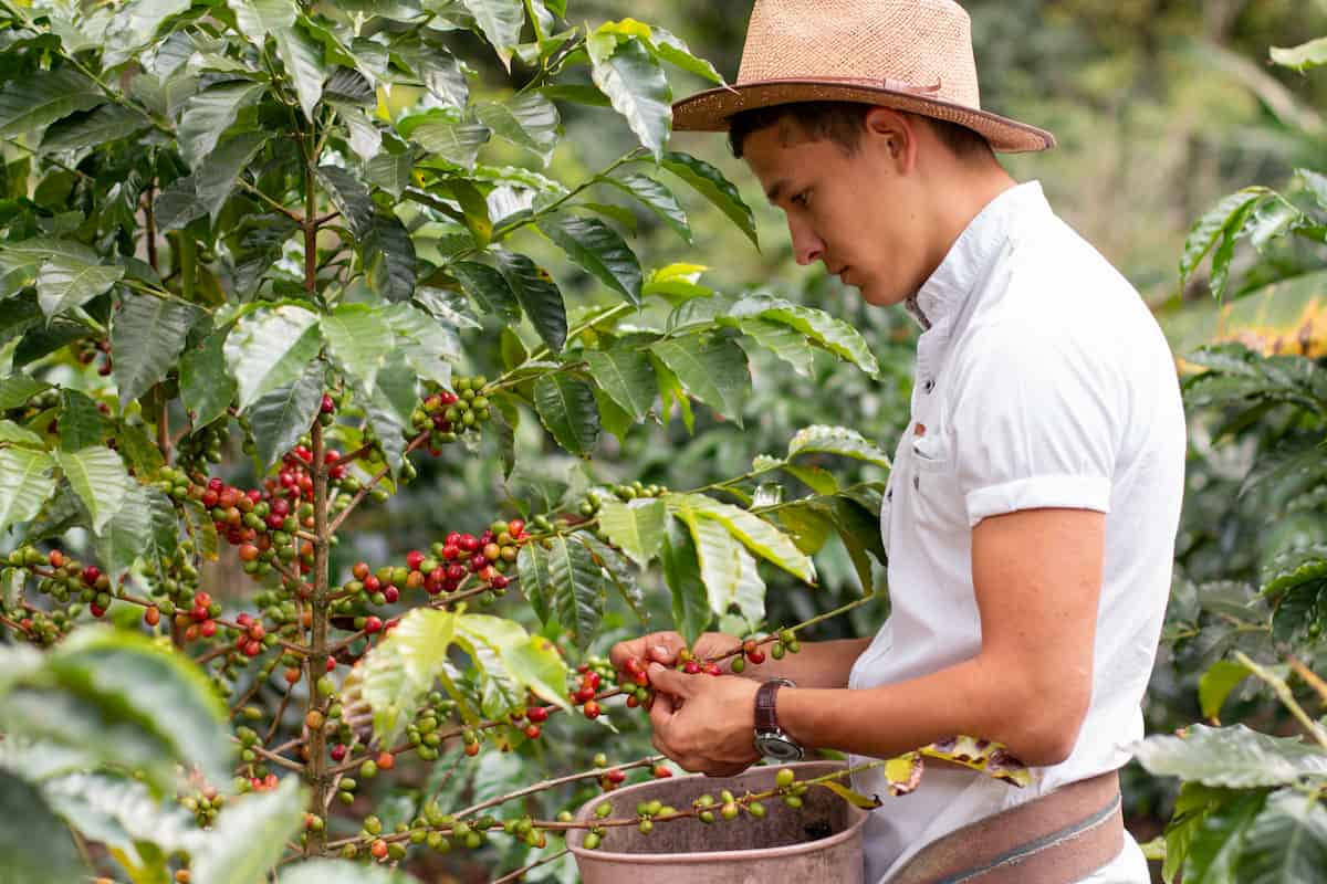 1 Acre Coffee Cultivation Project Report in India