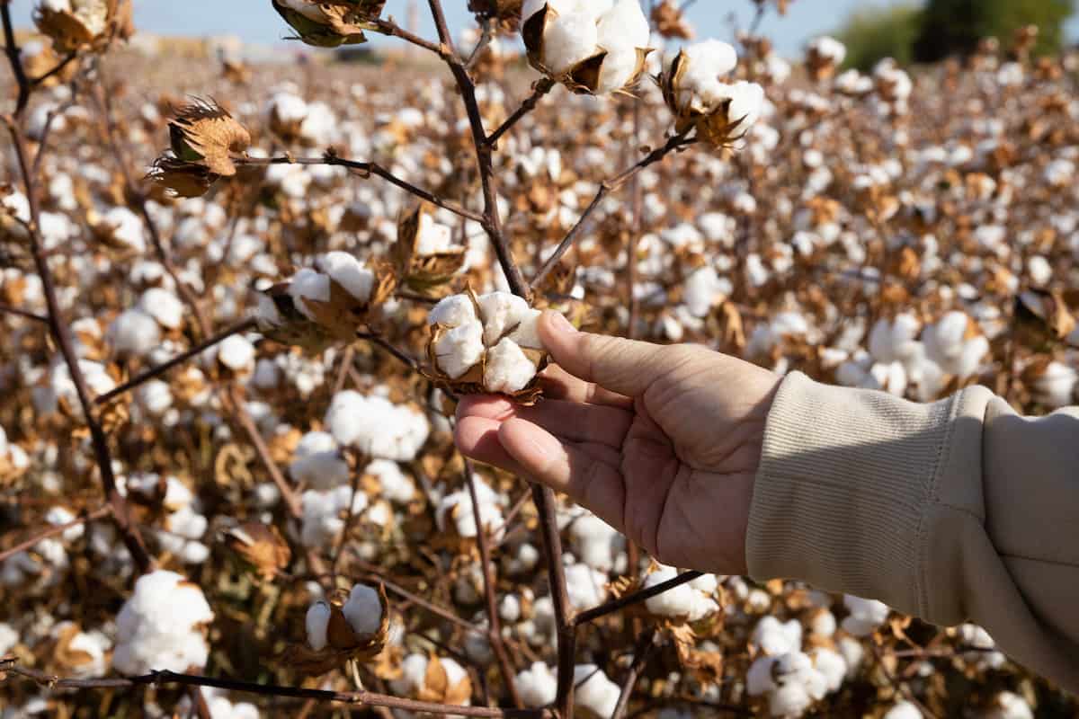 1 Acre Cotton Project Cultivation Report in India