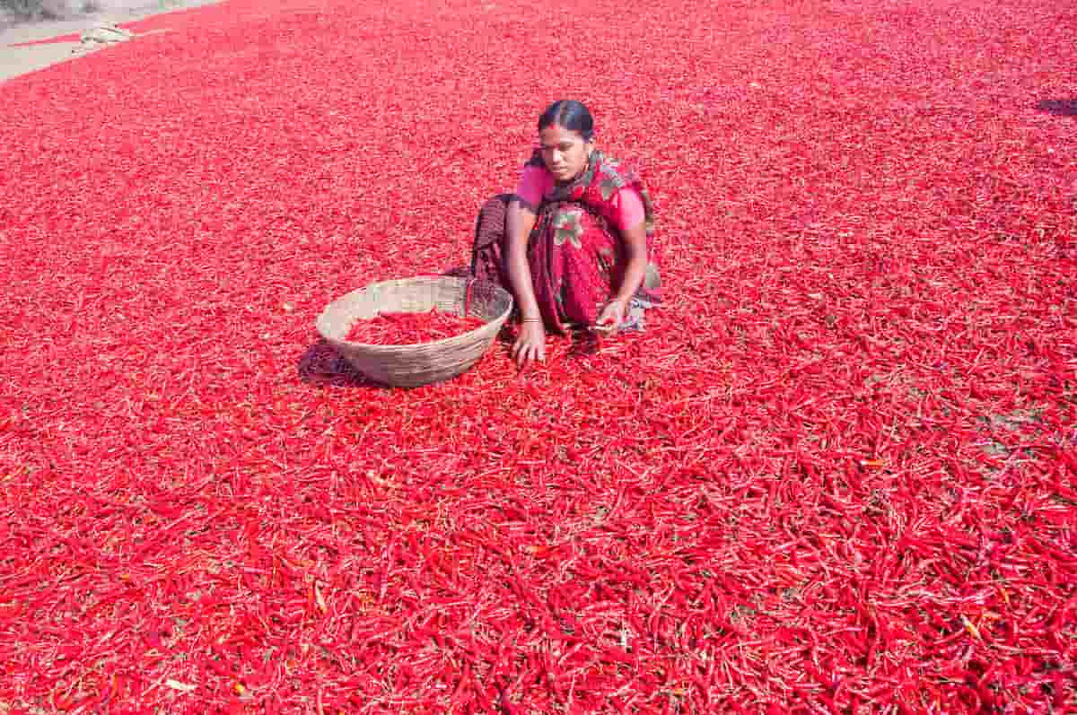 1 Acre Red Chilli Cultivation Project Report in India
