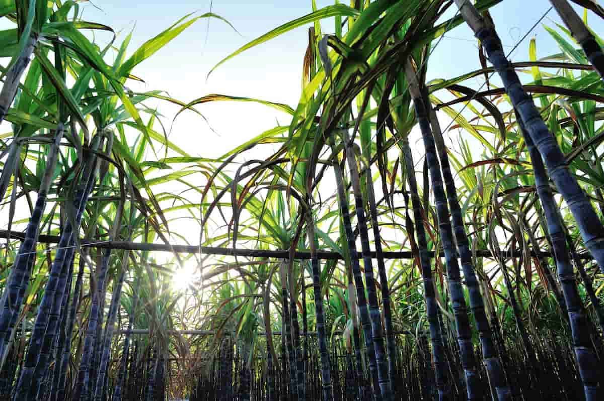 1 Acre Sugarcane Cultivation Project Report in India