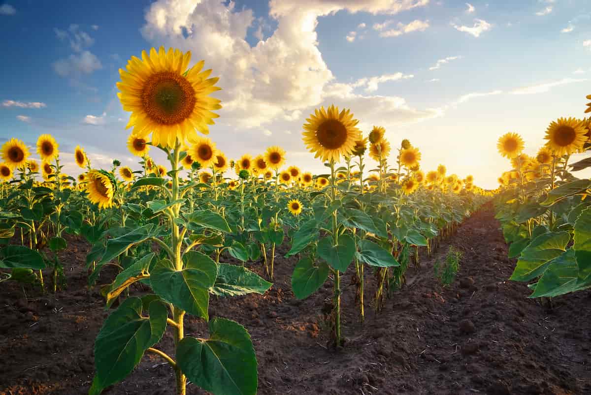 1 Acre Sunflower Seed Cultivation Project Report in India
