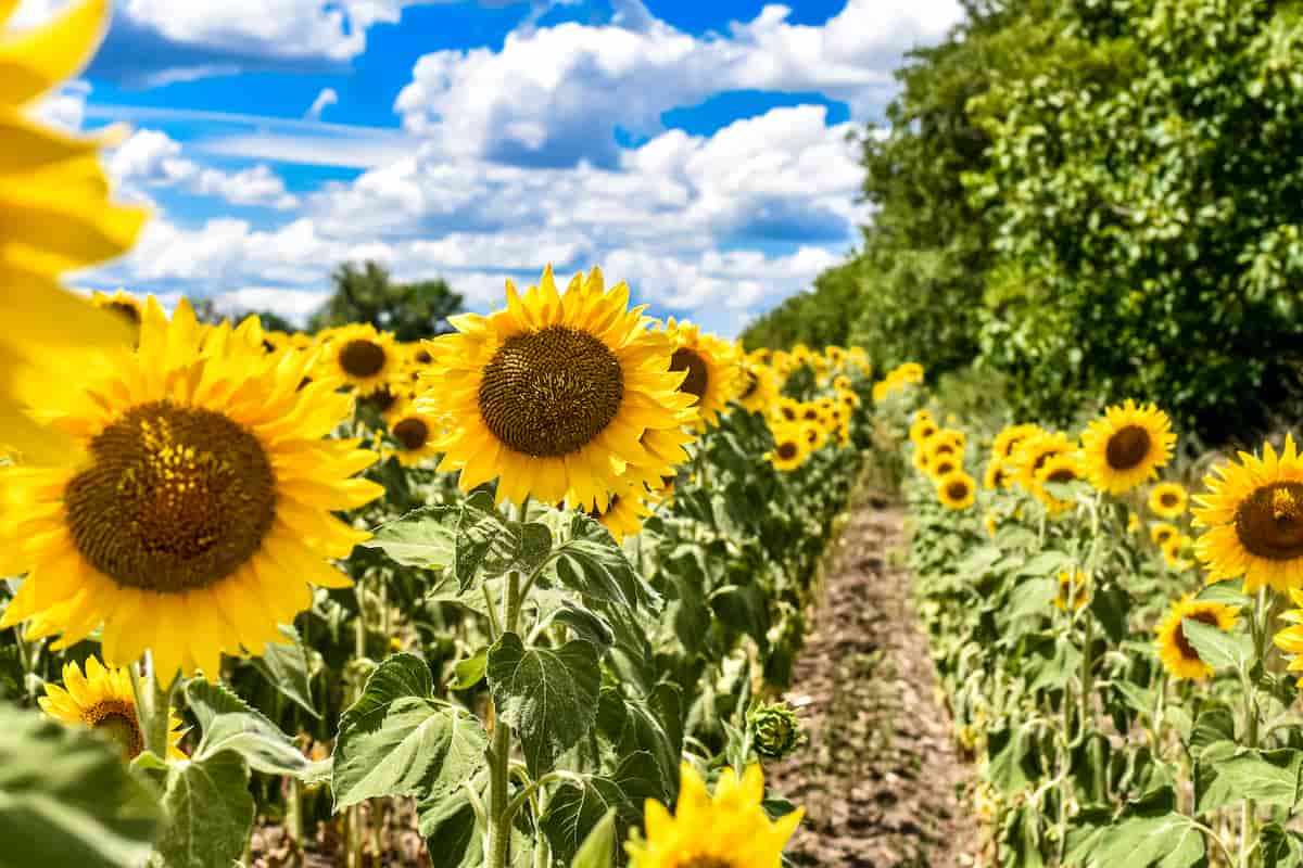Sunflower Field