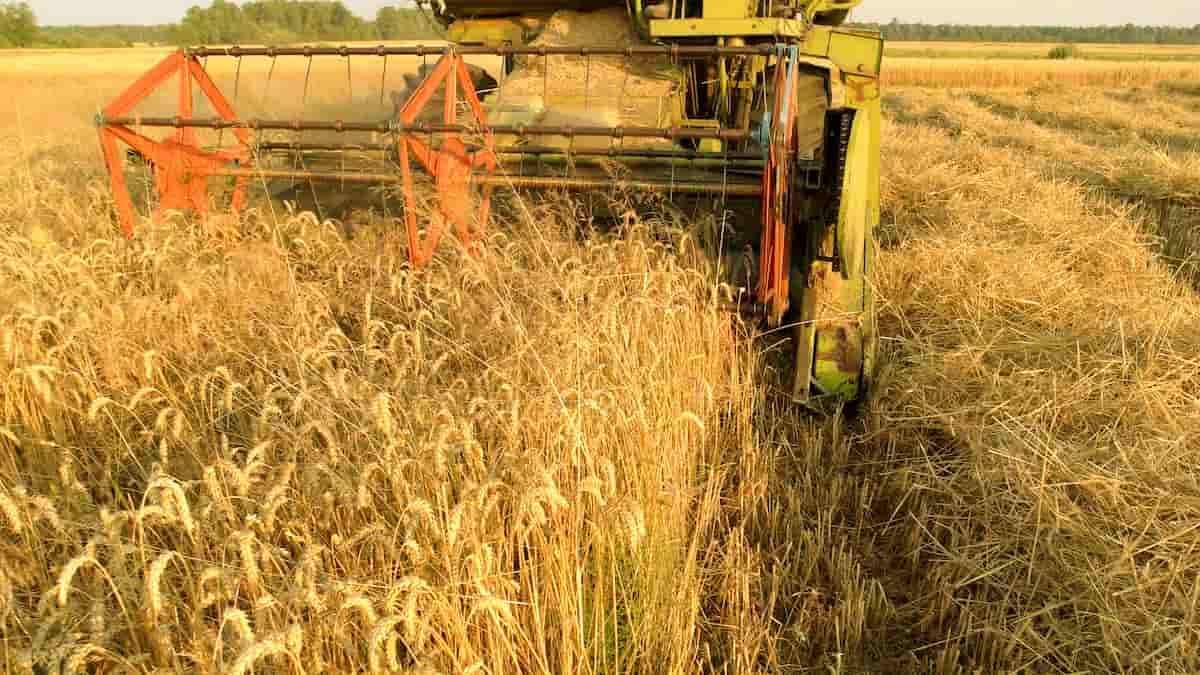 Harvesting Wheat