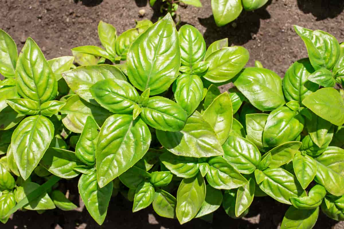 10 Reasons Why Your Basil Plant is Wilting