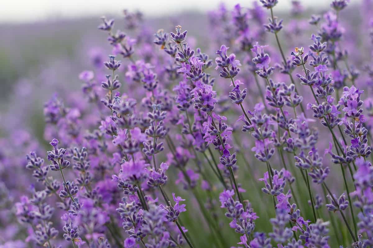 14 Best Deer Resistant Plants: Lavender