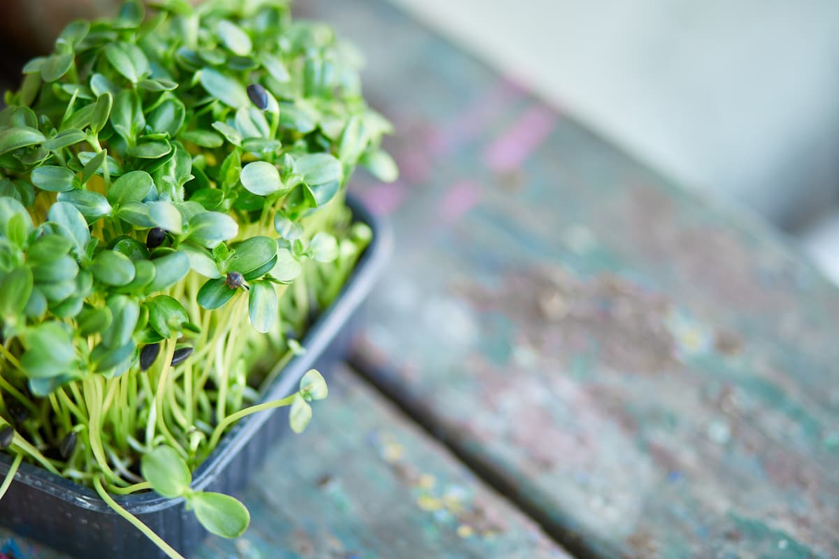 Sprouting Microgreens