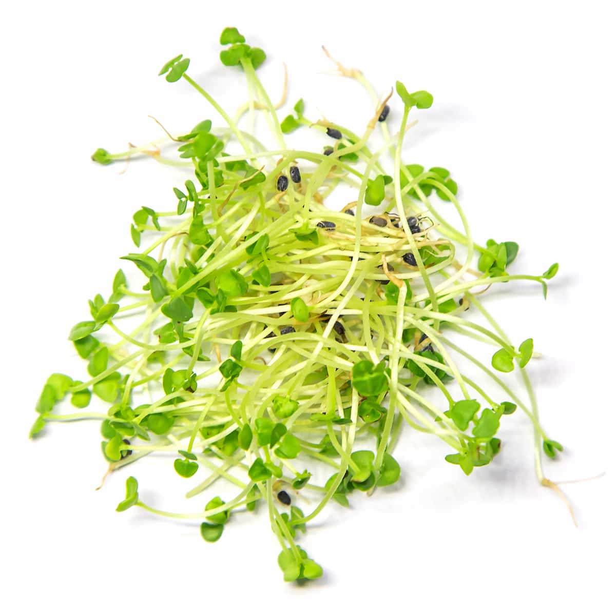 A Step-By-Step Guide for Growing Basil Microgreens