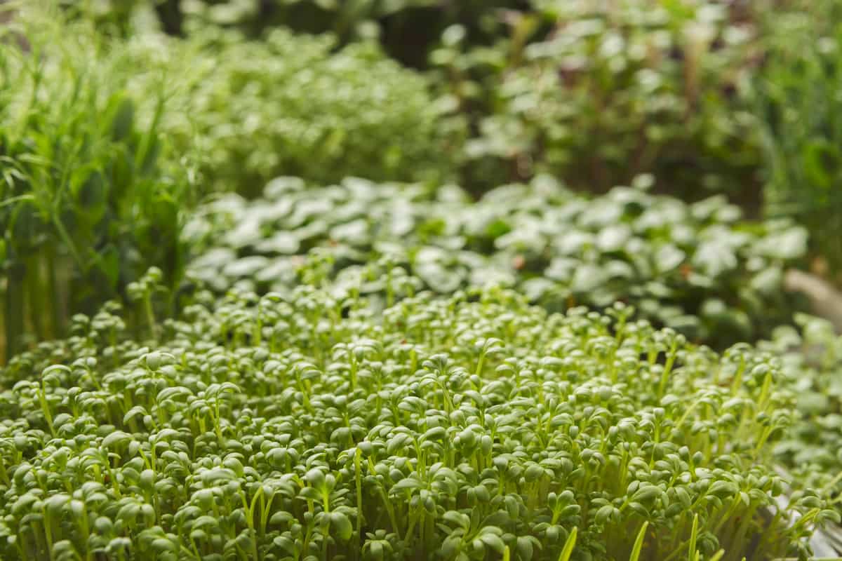 A Step-By-Step Guide for Growing Organic Microgreens
