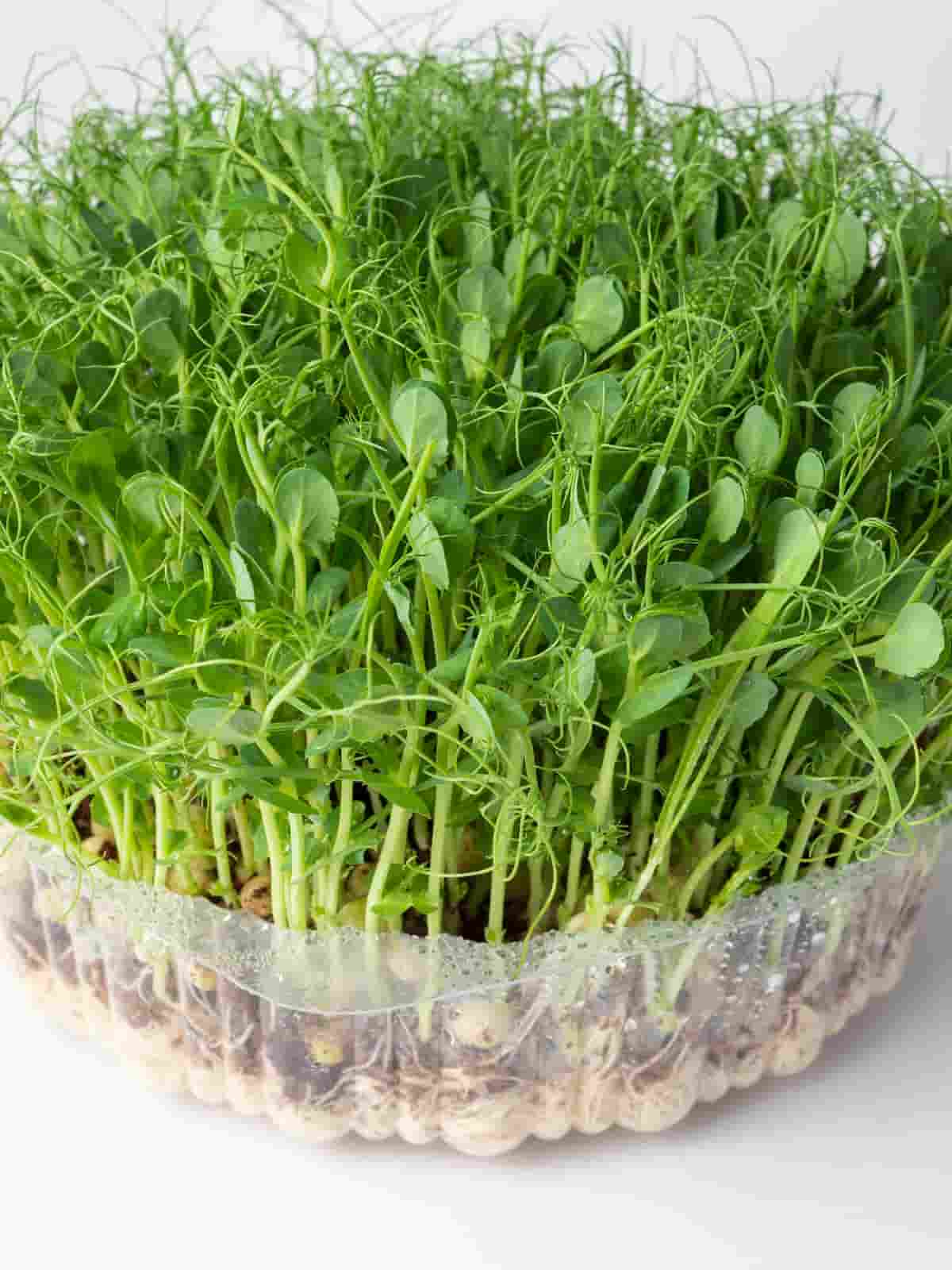 Pea Sprout Microgreens