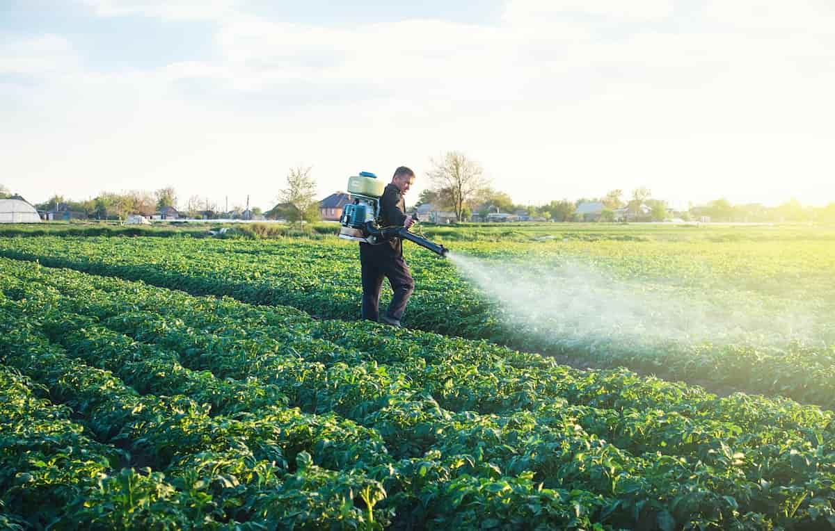Spraying Fertilizer to Plants