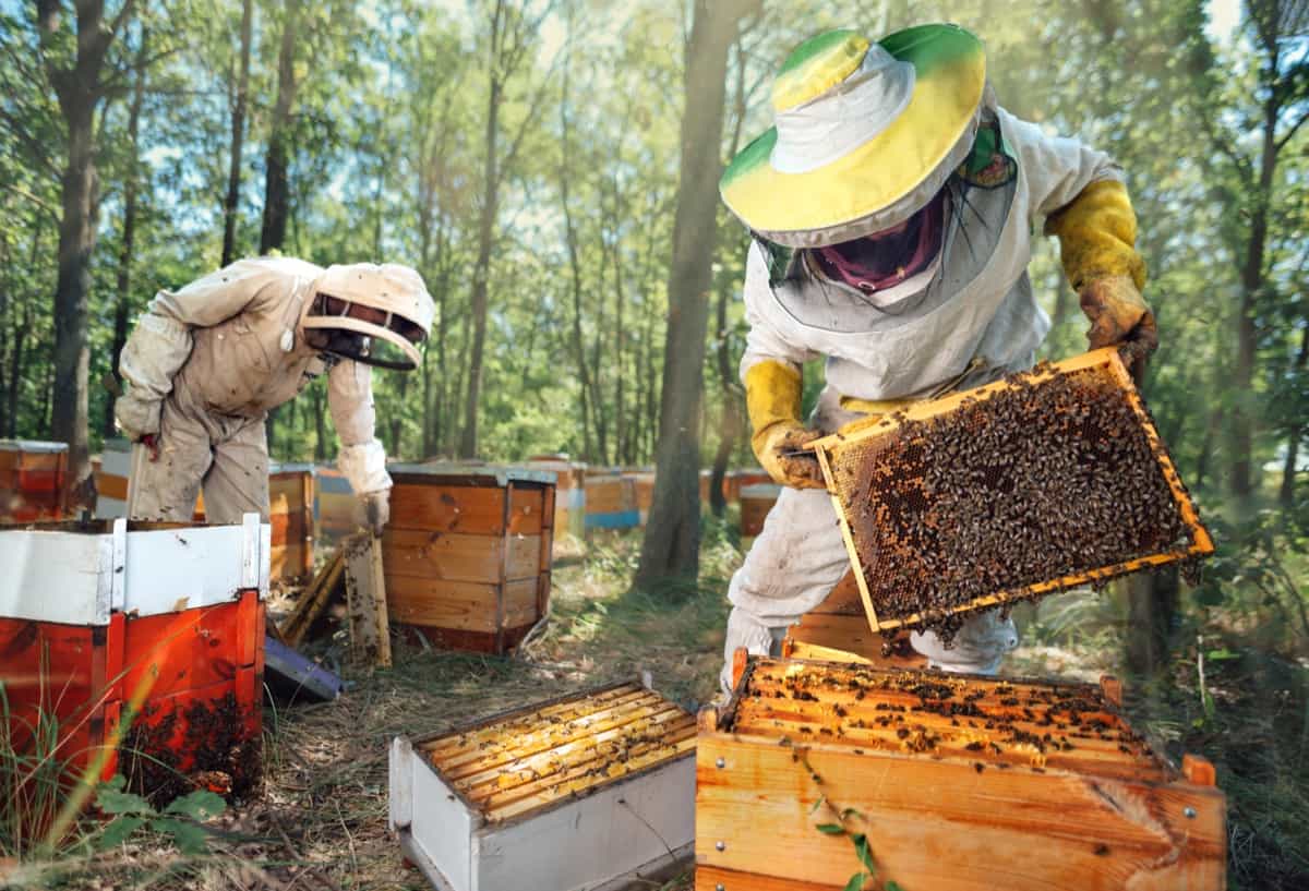 Beekeeping Methodology