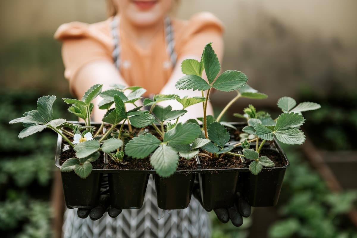 Best 7 Tips for Selecting Pots/Containers for Your Home Garden
