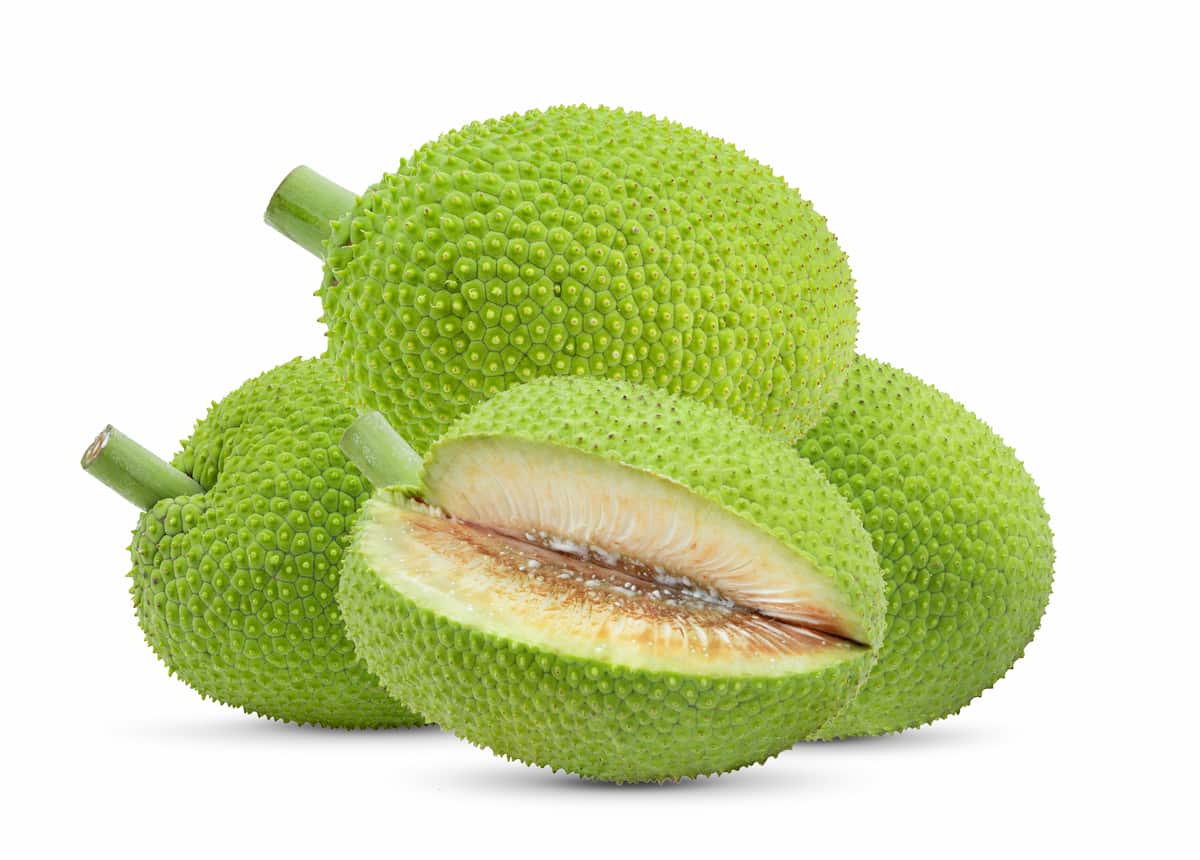 Breadfruit Farming and Cultivation Practices