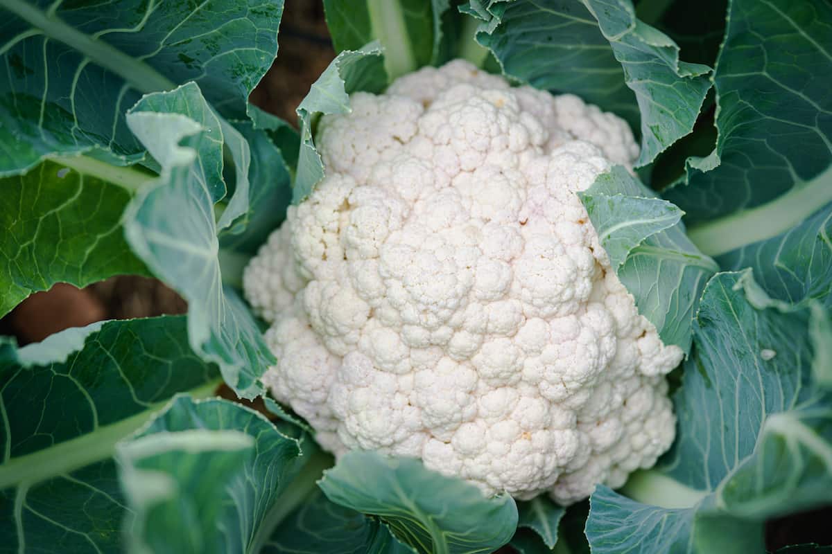 Cauliflower Gardening