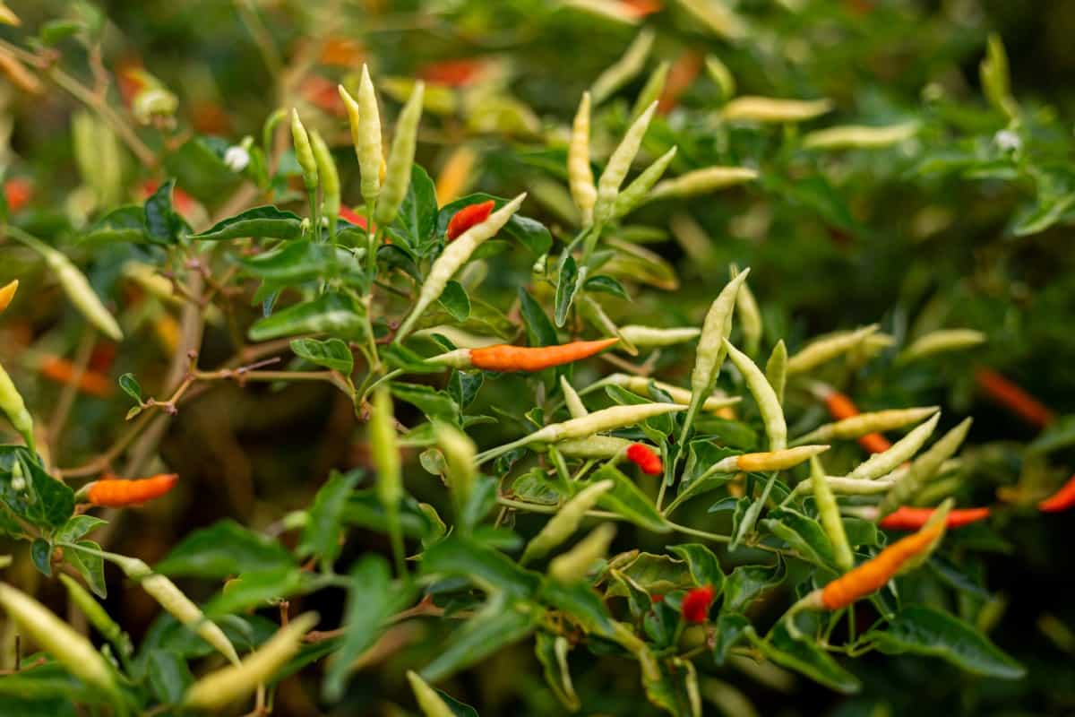 How to Start Chili Pepper Farming in Florida