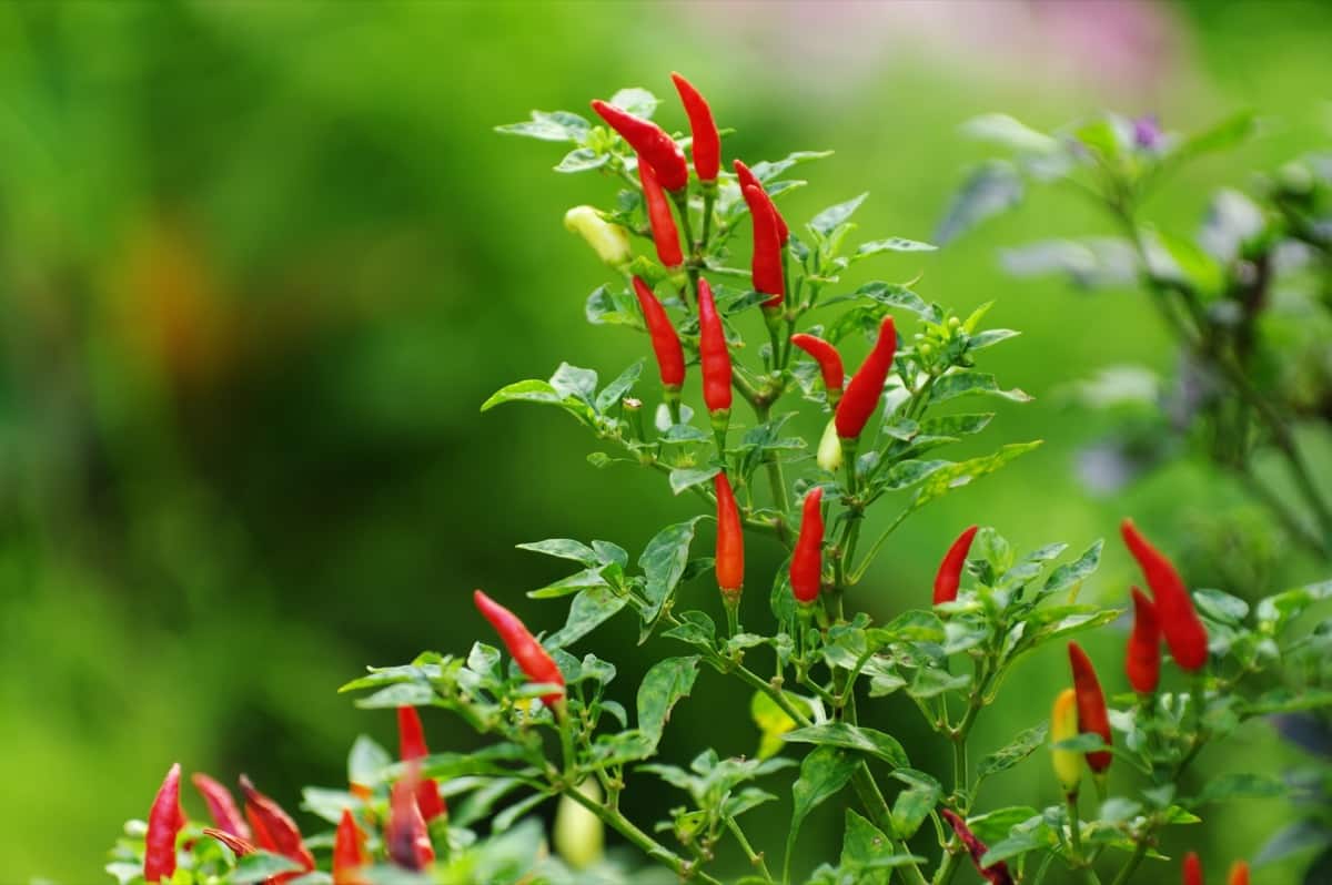 Chili Plant