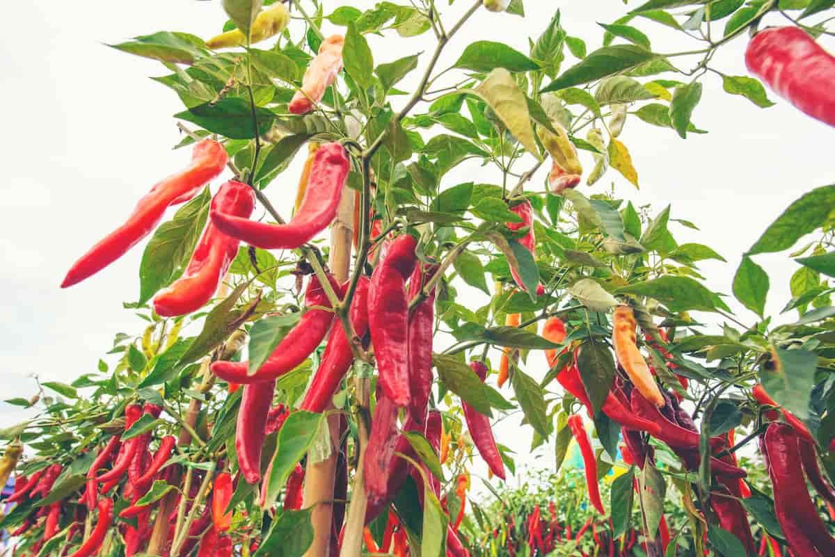Chili Production Guide