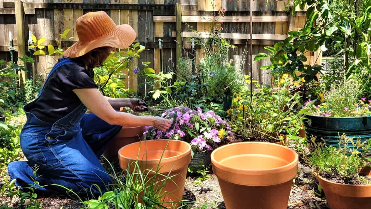 Backyard Pot Gardening