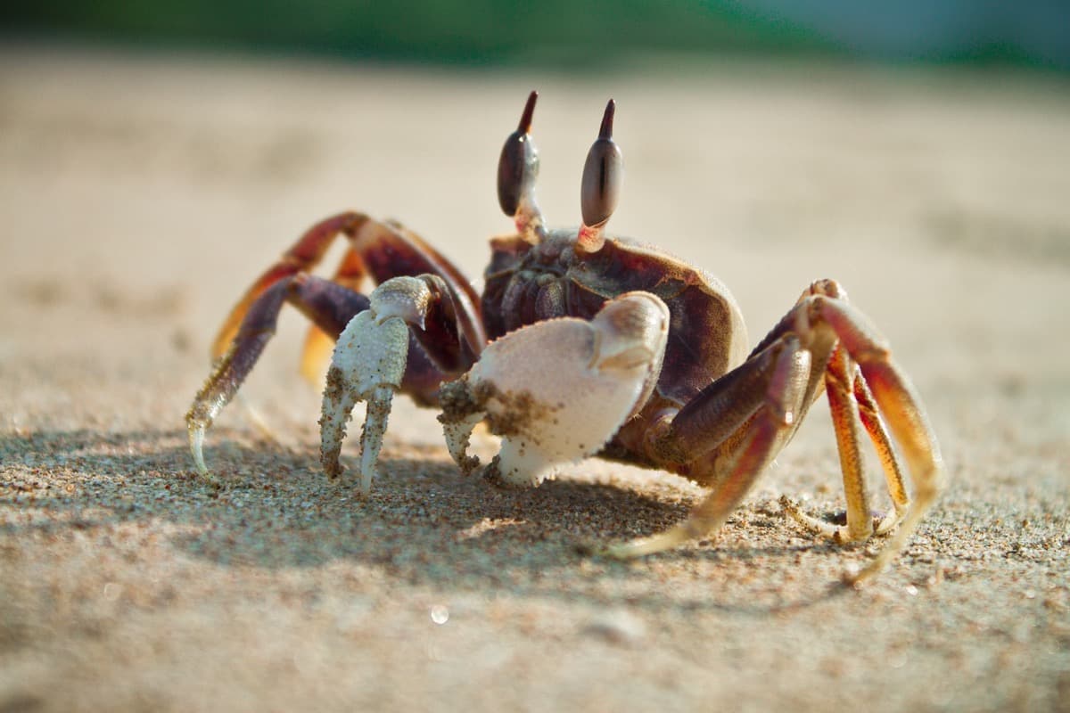 Crab Farming Success Story