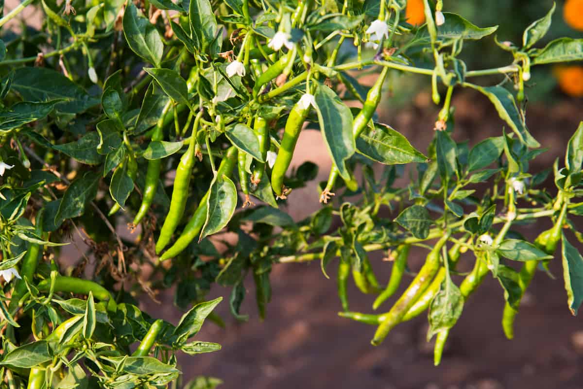 Effective Control of Mites and Thrips in Chilli/Pepper Crops

