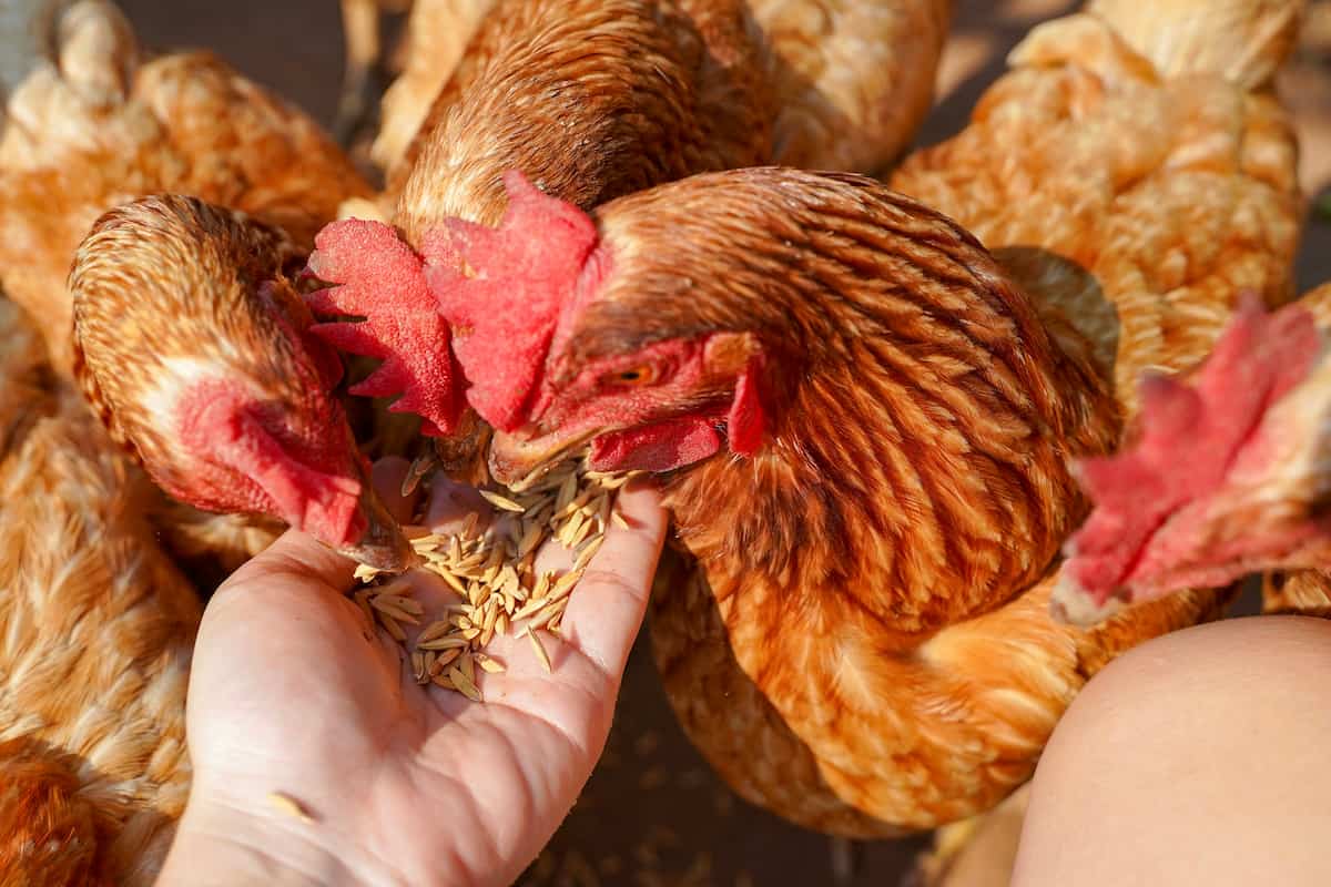 Feed Management in Country Chicken