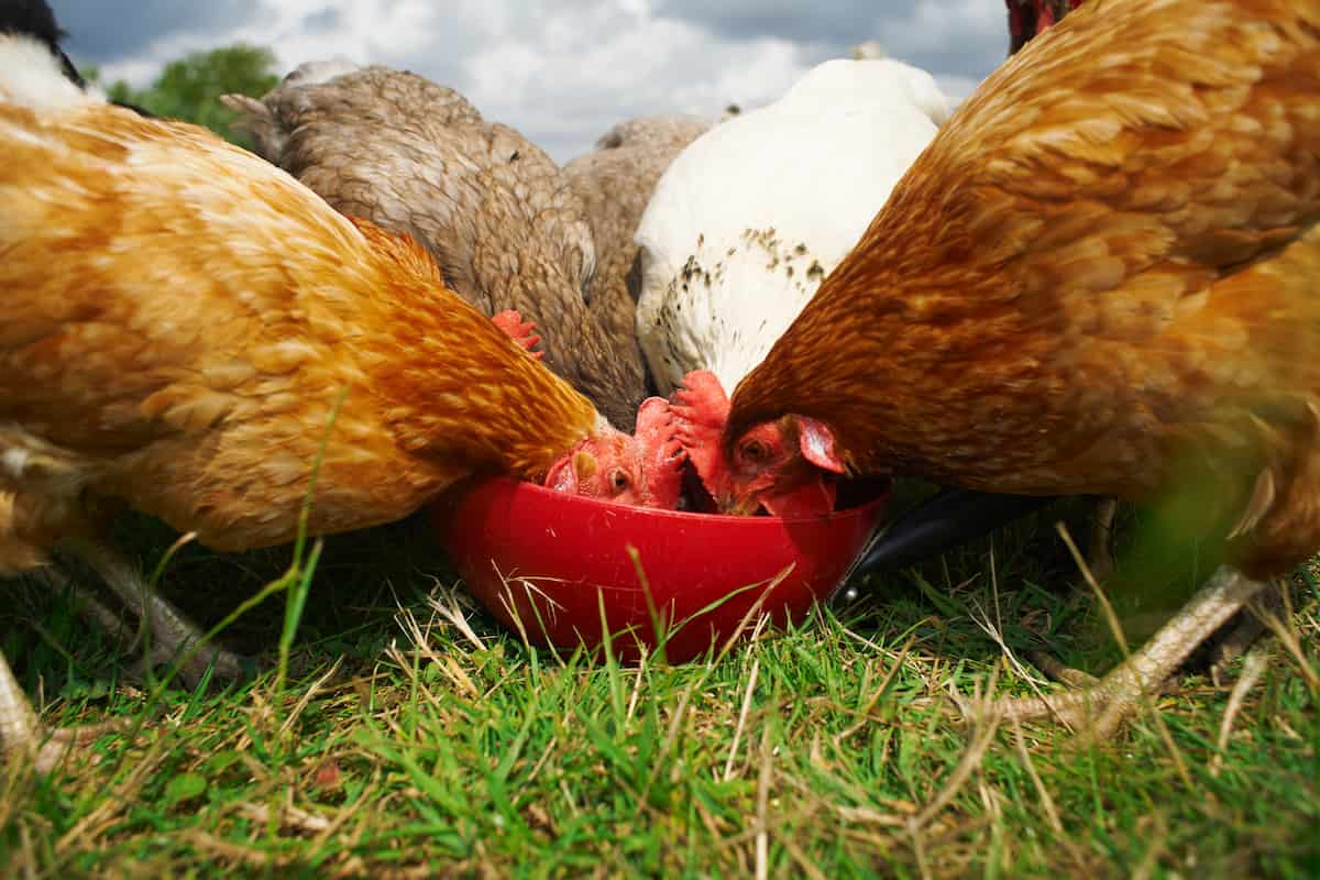 Feeding Chicken