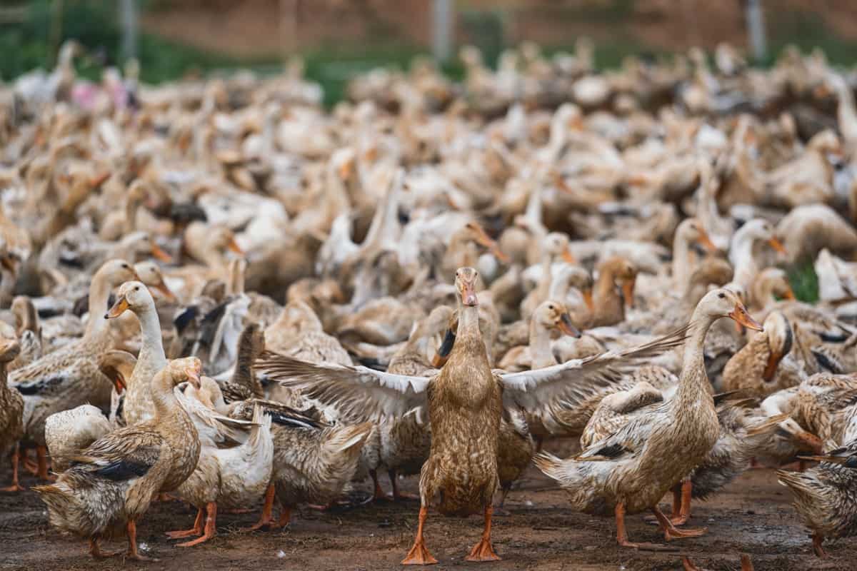 Feed Management in Ducks