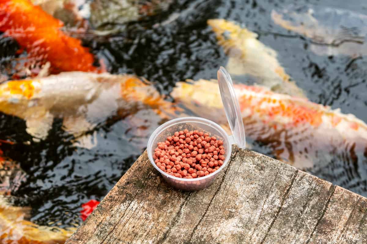 Feed Management in Fish

