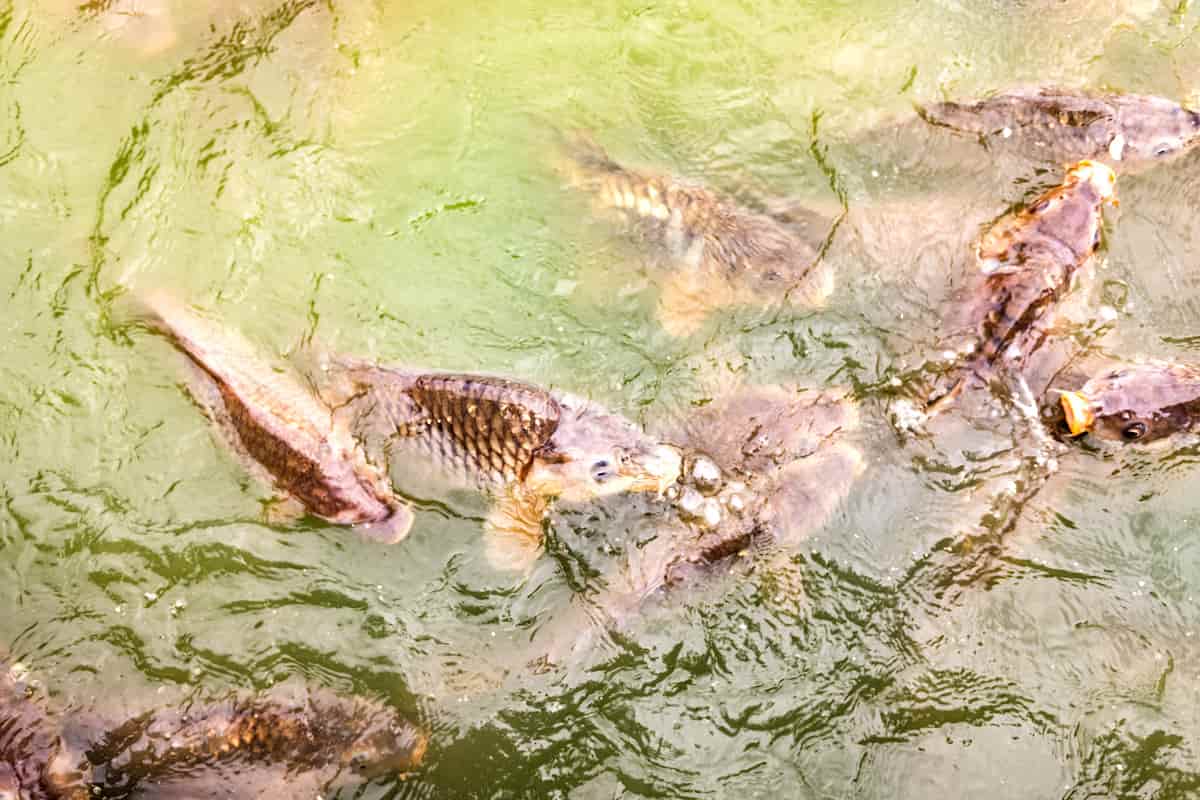 Carps in a Pond