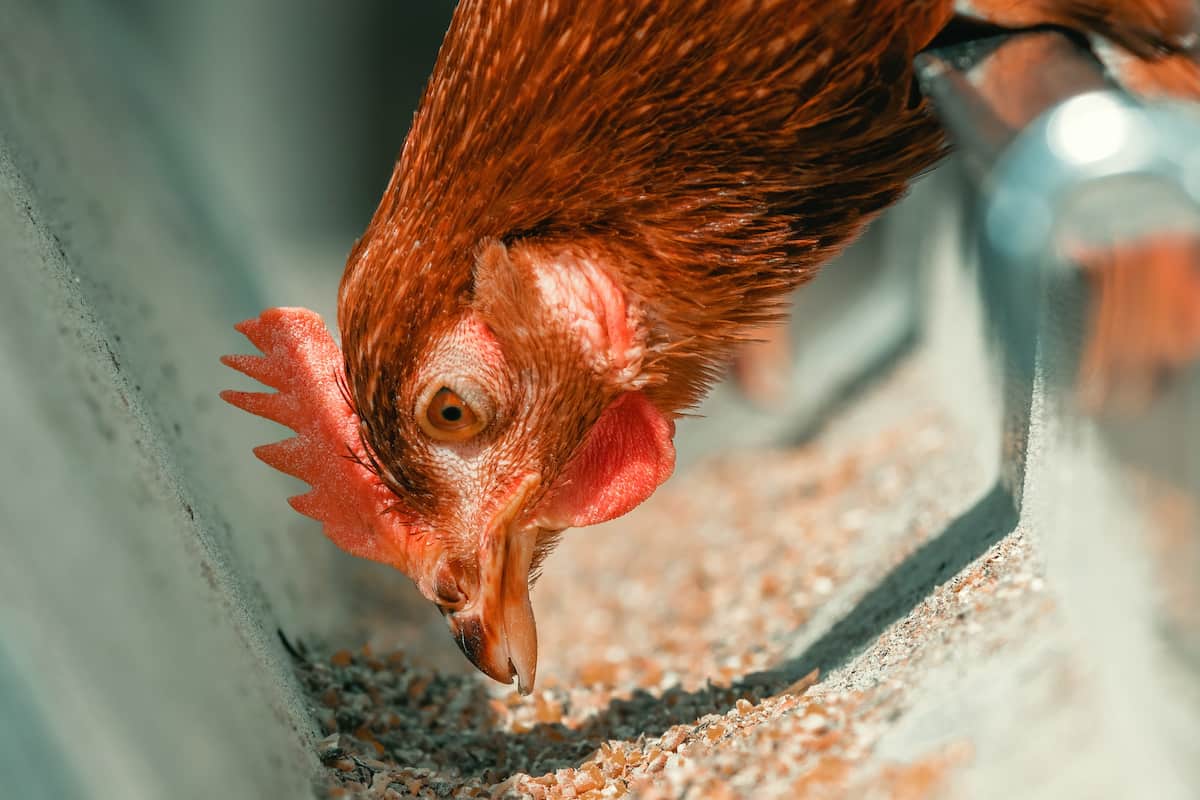Feed Management in Layer Chickens