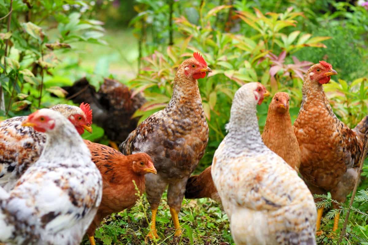 Free Range Chicken Farming