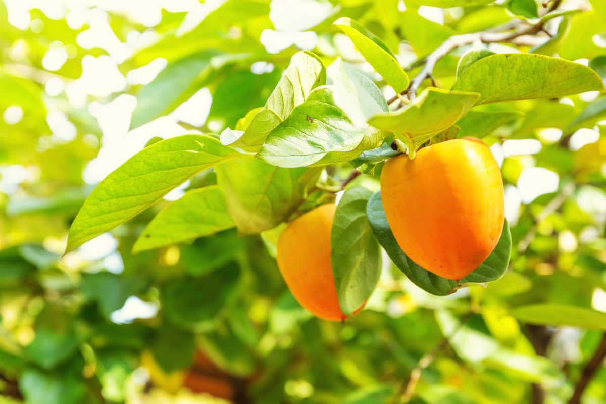 Top 10 Fruit Trees Perfect for North Carolina Yards: American Persimmons