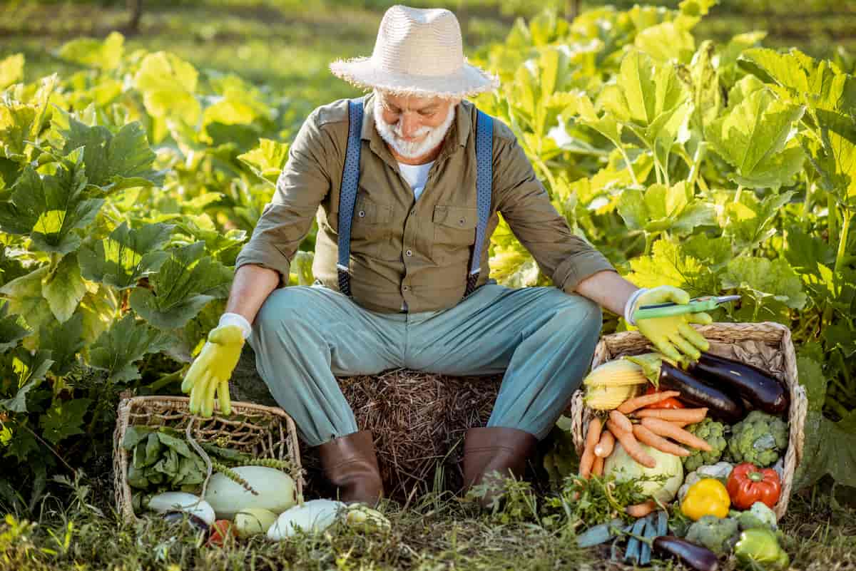 Senior Man with Vegetables in the Garden