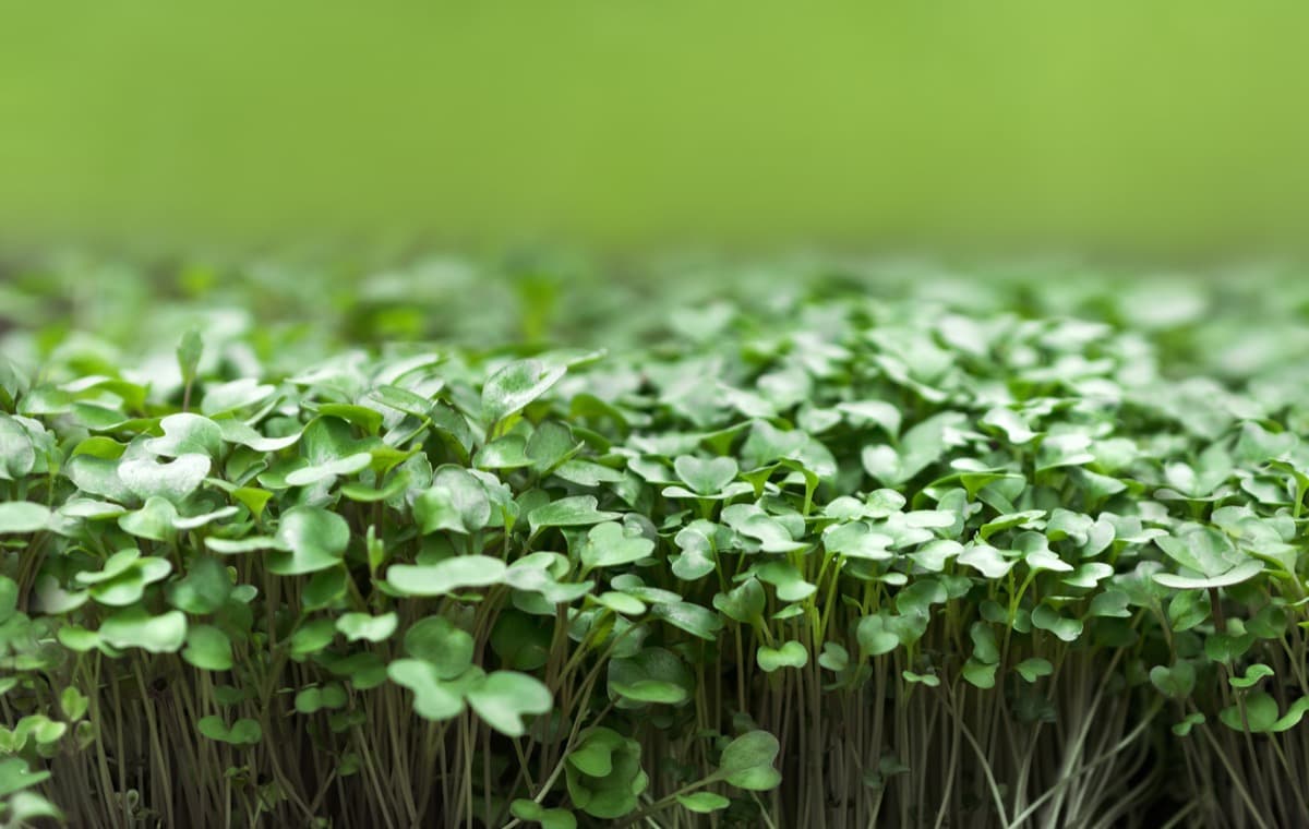 A Step-by-Step Guide for Growing Mustard Microgreens