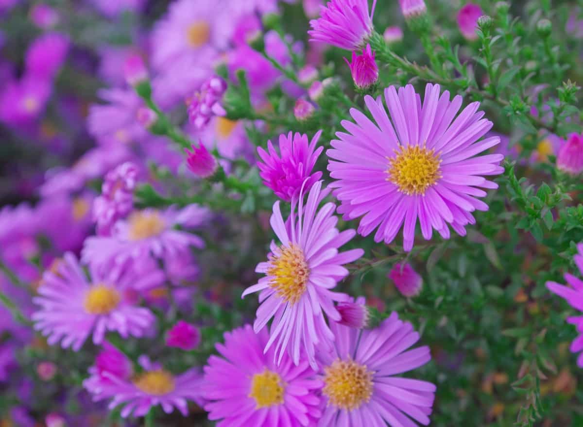 Growing and Caring for Vibrant Aster Flowers