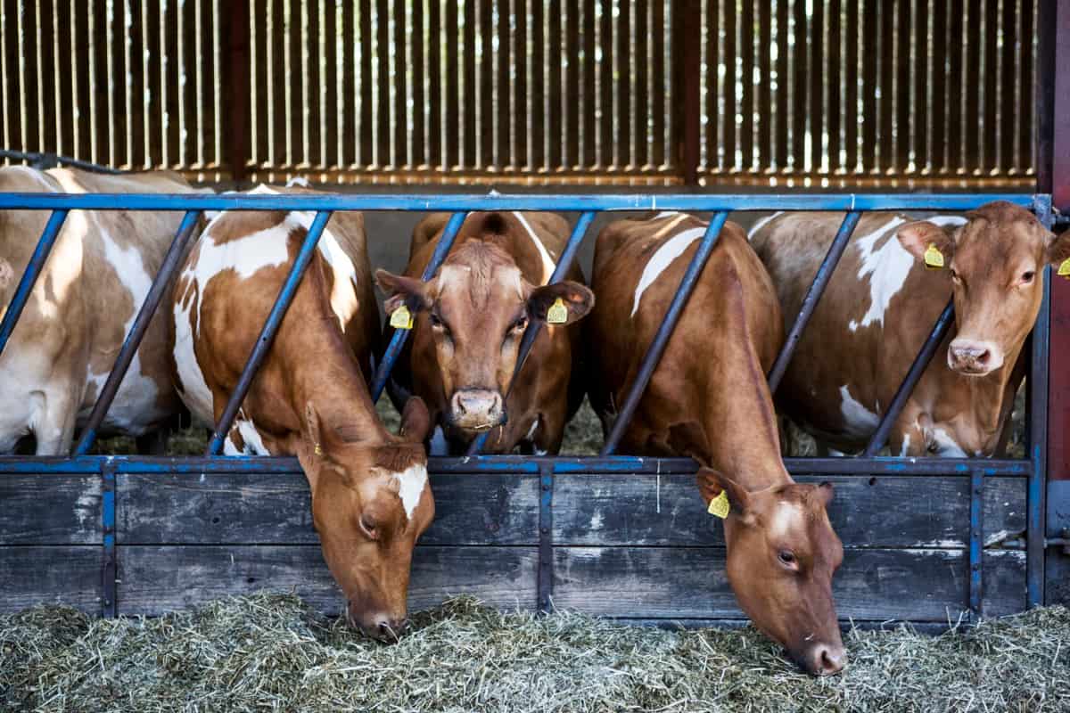 How to Start Guernsey Cow Farming in 10 Steps