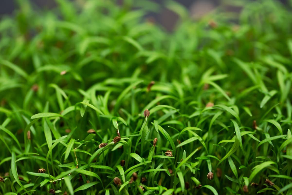 A Step-by-Step Guide for Growing Carrot Microgreens